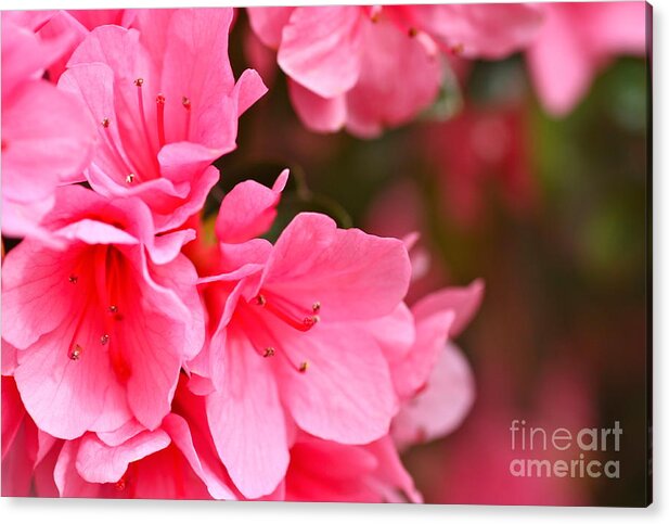Cathy Dee Janes Acrylic Print featuring the photograph Azalea Veil Study 1 by Cathy Dee Janes