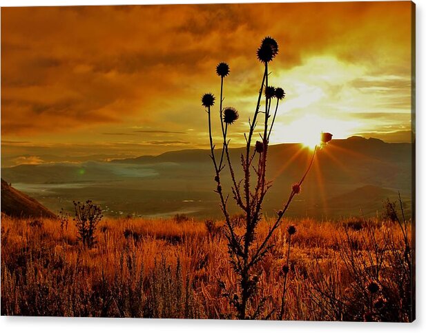 Jackson Hole Acrylic Print featuring the photograph Orangy Tones by Catie Canetti