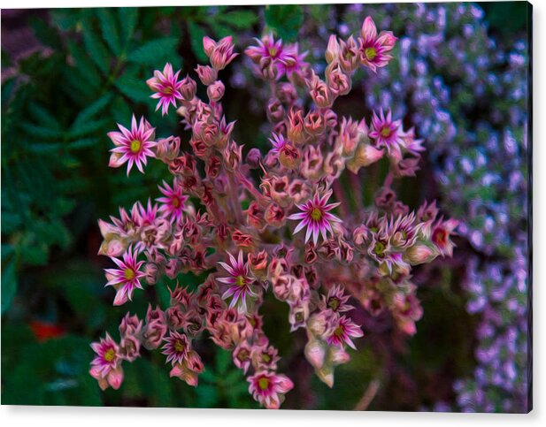 North Cascades Acrylic Print featuring the painting Spiky Flowers by Omaste Witkowski