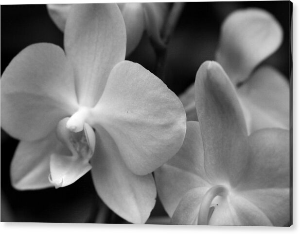 Orchid Acrylic Print featuring the photograph Starlight by Sally Engdahl