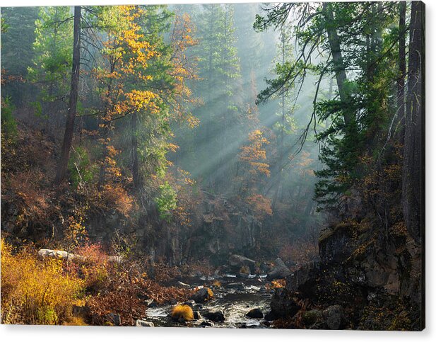 Mccloud Acrylic Print featuring the photograph Sunbeams on the McCloud River by Don Hoekwater Photography