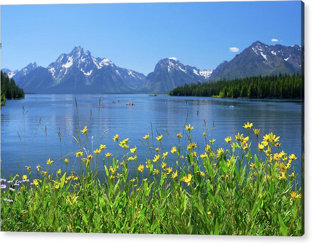 Tetons Acrylic Print featuring the photograph 2020 Tetons- Yellow Flowers by Tara Krauss