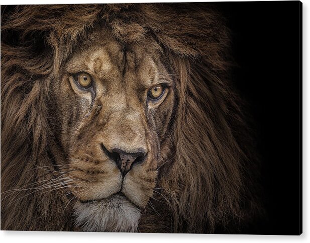 Lion Acrylic Print featuring the photograph Brink of Extinction by Ashley Vincent
