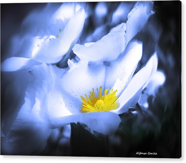 Flowers Photo Acrylic Print featuring the photograph Mirando a la Luz by Alfonso Garcia