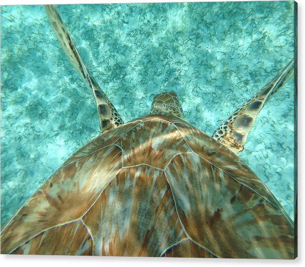 Sea Turtle Acrylic Print featuring the photograph Descent of the Belize Turtle by Dan Podsobinski