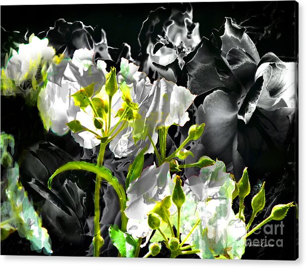 Fotografia De Flores Acrylic Print featuring the photograph Claro Oscuro by Alfonso Garcia