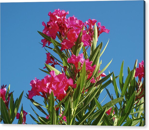 Pink Oleander Acrylic Print featuring the photograph Pink Oleander with Blue Skies by Dan Podsobinski