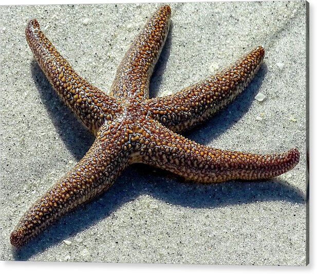 Starfish Acrylic Print featuring the digital art Cayo Costa Dancing Starfish by Dan Podsobinski