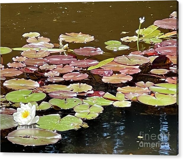  Acrylic Print featuring the photograph Lilly Pond by Kristen Kennedy