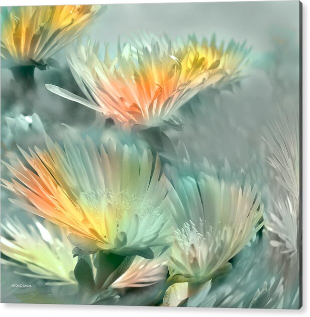 Flowers Photos Acrylic Print featuring the photograph Fiesta Floral #2 by Alfonso Garcia