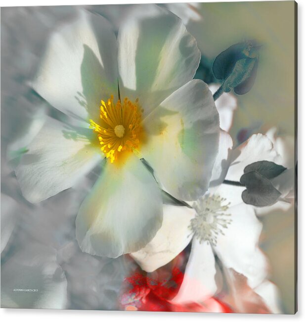 Floral Photographers Acrylic Print featuring the photograph Sin Pudor by Alfonso Garcia