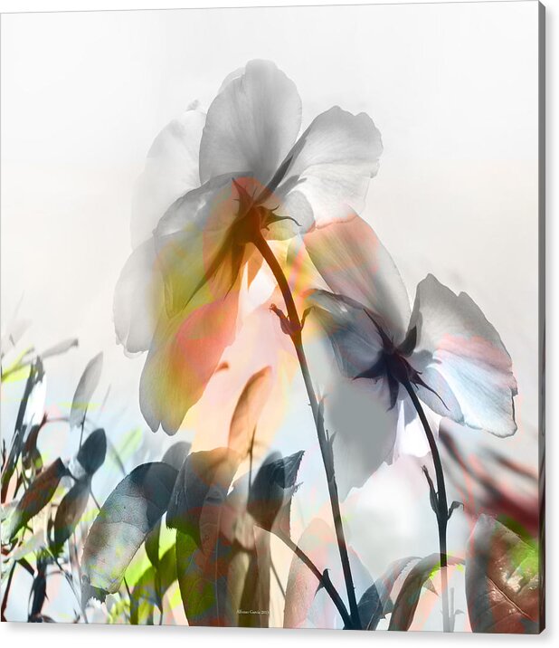 Floral Photos Acrylic Print featuring the photograph Danza en Primavera by Alfonso Garcia