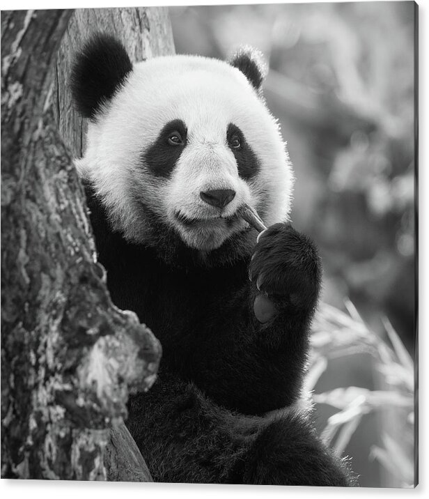 Panda Acrylic Print featuring the photograph Just chilling by Erika Valkovicova