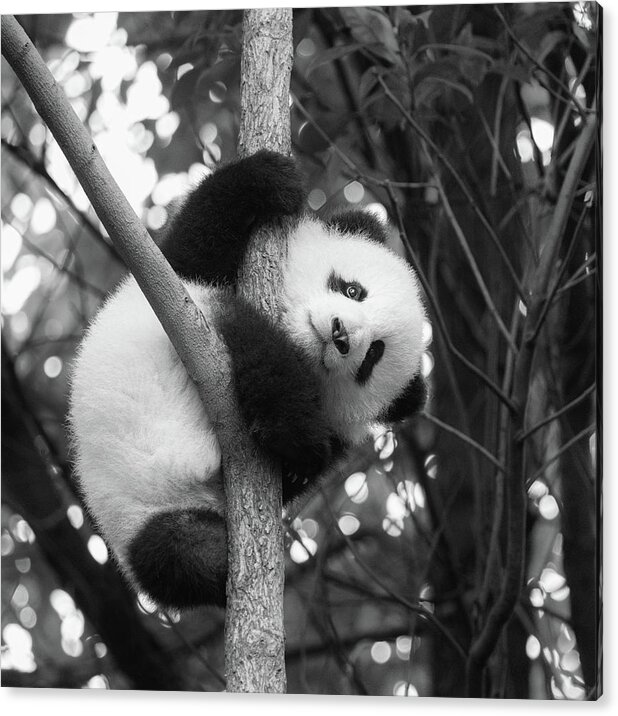Panda Acrylic Print featuring the photograph Peek A Boo by Erika Valkovicova
