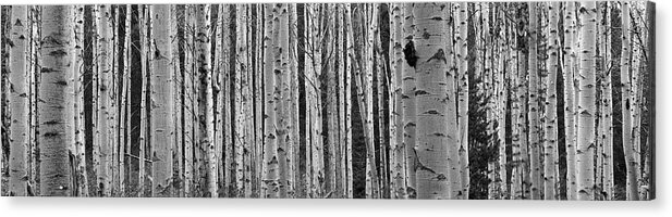 Photography Acrylic Print featuring the photograph Black And White Of Aspen Trees by Panoramic Images