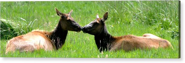 Deer Acrylic Print featuring the photograph Kiss Me by Phillip Garcia