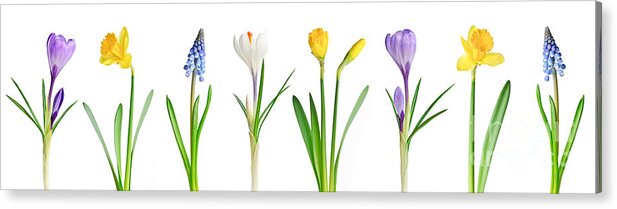 Flowers Acrylic Print featuring the photograph Spring flowers 1 by Elena Elisseeva