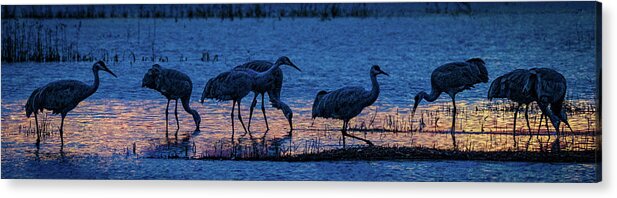 Animals Acrylic Print featuring the photograph Sandhill Cranes at Twilight by Bruce Bonnett