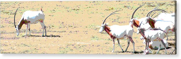 Scimitar-horned Oryx Acrylic Print featuring the digital art Scimitar Horned Oryx by Steve Karol