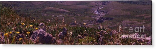 Photo Acrylic Print featuring the photograph Alpine Floral Meadow by Marianne NANA Betts