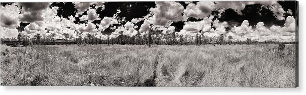Everglades Acrylic Print featuring the photograph Florida Everglades by Raul Rodriguez