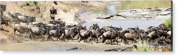 Scenics Acrylic Print featuring the photograph Migration, Group Of Gnus Crossing Mara by Brittak