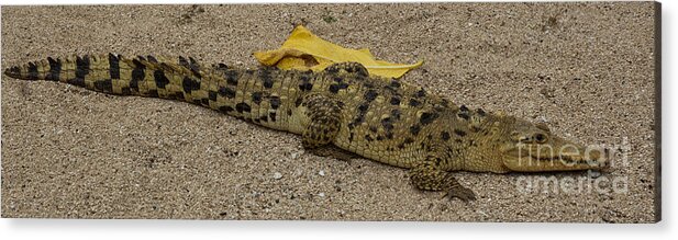Baby Croc Acrylic Print featuring the photograph Baby Croc by Suzanne Luft