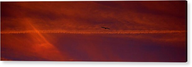 Sky Acrylic Print featuring the photograph Inspirational Flight by Tamara Michael