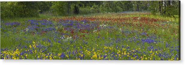 Feb0514 Acrylic Print featuring the photograph Sand Bluebonnet Drummonds Phlox by Tim Fitzharris