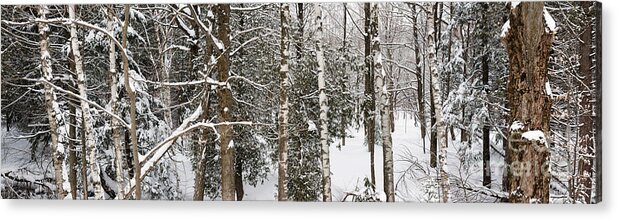 Forest Acrylic Print featuring the photograph Winter forest landscape panorama by Elena Elisseeva