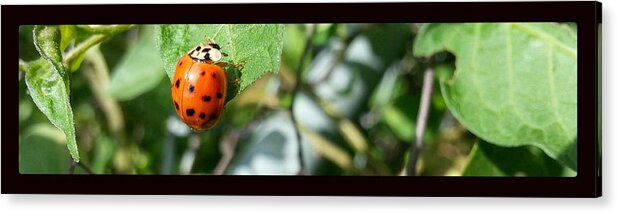 Ladybug Acrylic Print featuring the photograph Hello Lady by Robert Knight