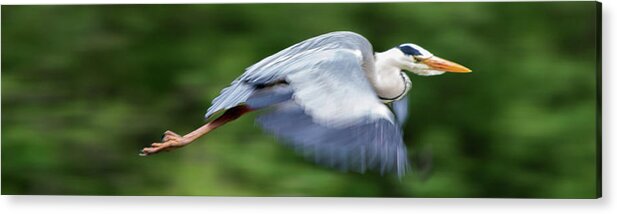 Animal Acrylic Print featuring the photograph Heron Flying Wings Down by Scott Lyons