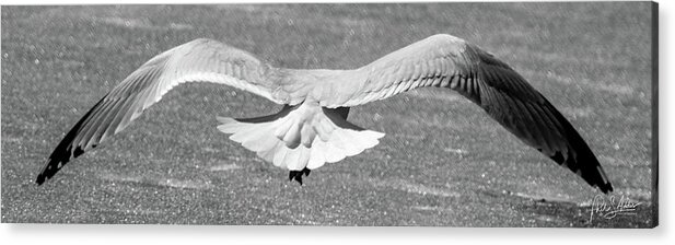 Gull Acrylic Print featuring the photograph Clear For Takeoff by Phil S Addis