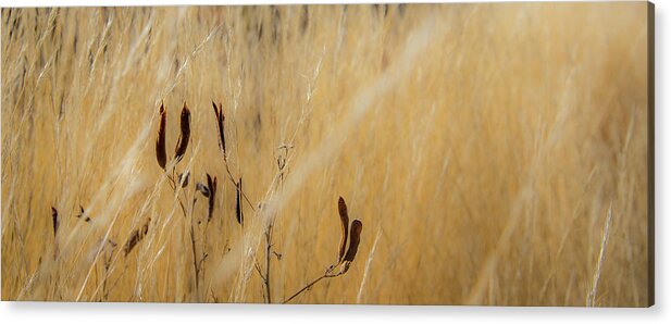 Grass Acrylic Print featuring the photograph Big Bend Grass No. 1 by Al White