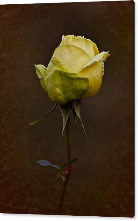 Rose Acrylic Print featuring the photograph Vintage Yellow Rose 2018 by Richard Cummings