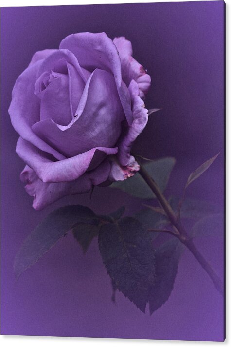 Purple Rose Acrylic Print featuring the photograph Vintage 2017 Purple Rose by Richard Cummings
