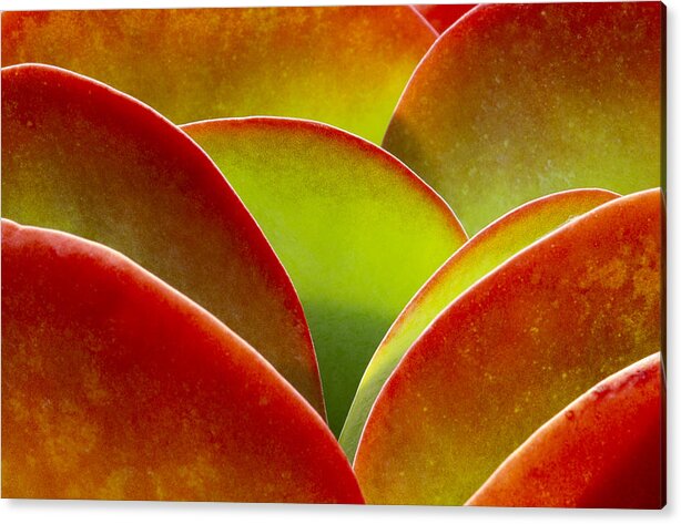 Green Wall Acrylic Print featuring the photograph Kalanchoe thyrsiflora by Saxon Holt