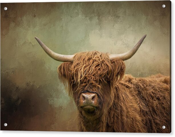 Scottish Highland Cow by Diana Van Tankeren