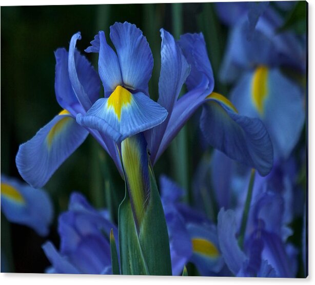 Blue Irises Acrylic Print featuring the photograph The Blues by Richard Cummings