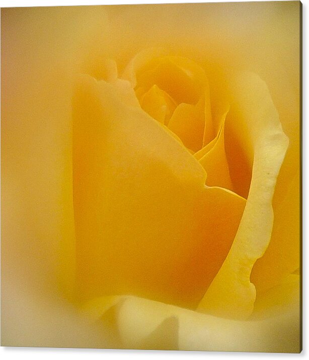 Rose Acrylic Print featuring the photograph Yellow by Richard Cummings