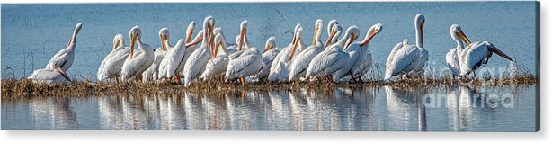 America Acrylic Print featuring the photograph Pelican Squadron by Charles Dobbs