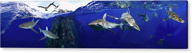Sharks Acrylic Print featuring the digital art Shark scene by Artesub