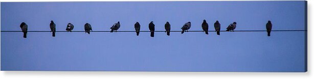 Meeting Acrylic Print featuring the photograph Gang of Pigeons 2 by Terepka Dariusz