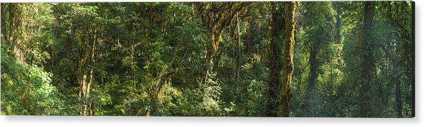 Tropical Rainforest Acrylic Print featuring the photograph Dense Jungle Foliage Lush Green Forest by Fotovoyager