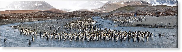 Photography Acrylic Print featuring the photograph King Penguins Aptenodytes Patagonicus #1 by Panoramic Images
