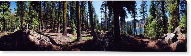 Photography Acrylic Print featuring the photograph Trees In A Forest, Wizard Island by Panoramic Images