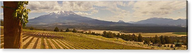 Panorama Acrylic Print featuring the photograph Lavender Farm Panorama by Mick Anderson