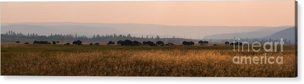 Herd Acrylic Print featuring the photograph Herd Of Bison Grazing Panorama by Michael Ver Sprill