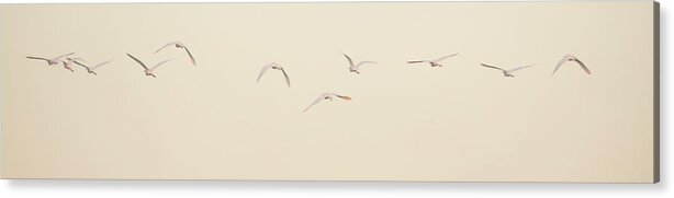 Egrets Acrylic Print featuring the photograph Egrets 2770-010620-2 by Tam Ryan