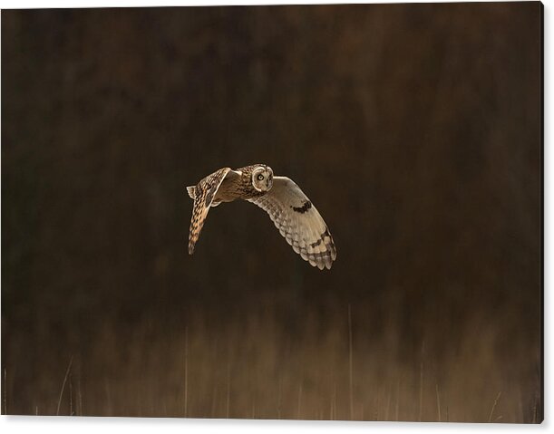Owl Acrylic Print featuring the photograph Short Eared Owl #2 by Paul Scoullar